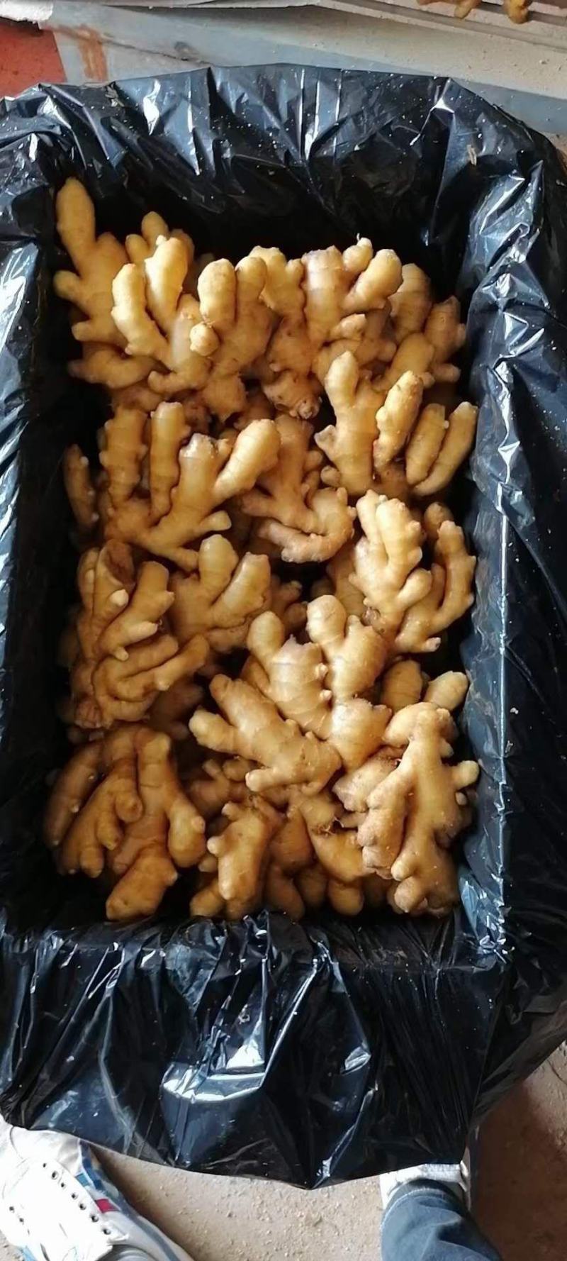 河北优质小黄姜，加工水洗中，一手货源，质量保证，价格美丽