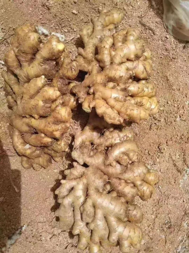 河北优质小黄姜，加工水洗中，一手货源，质量保证，价格美丽