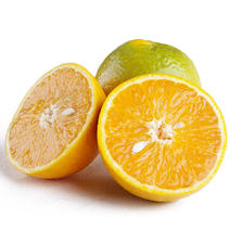 精品橙子米奈夏橙地头采摘，一手货源，保质保量