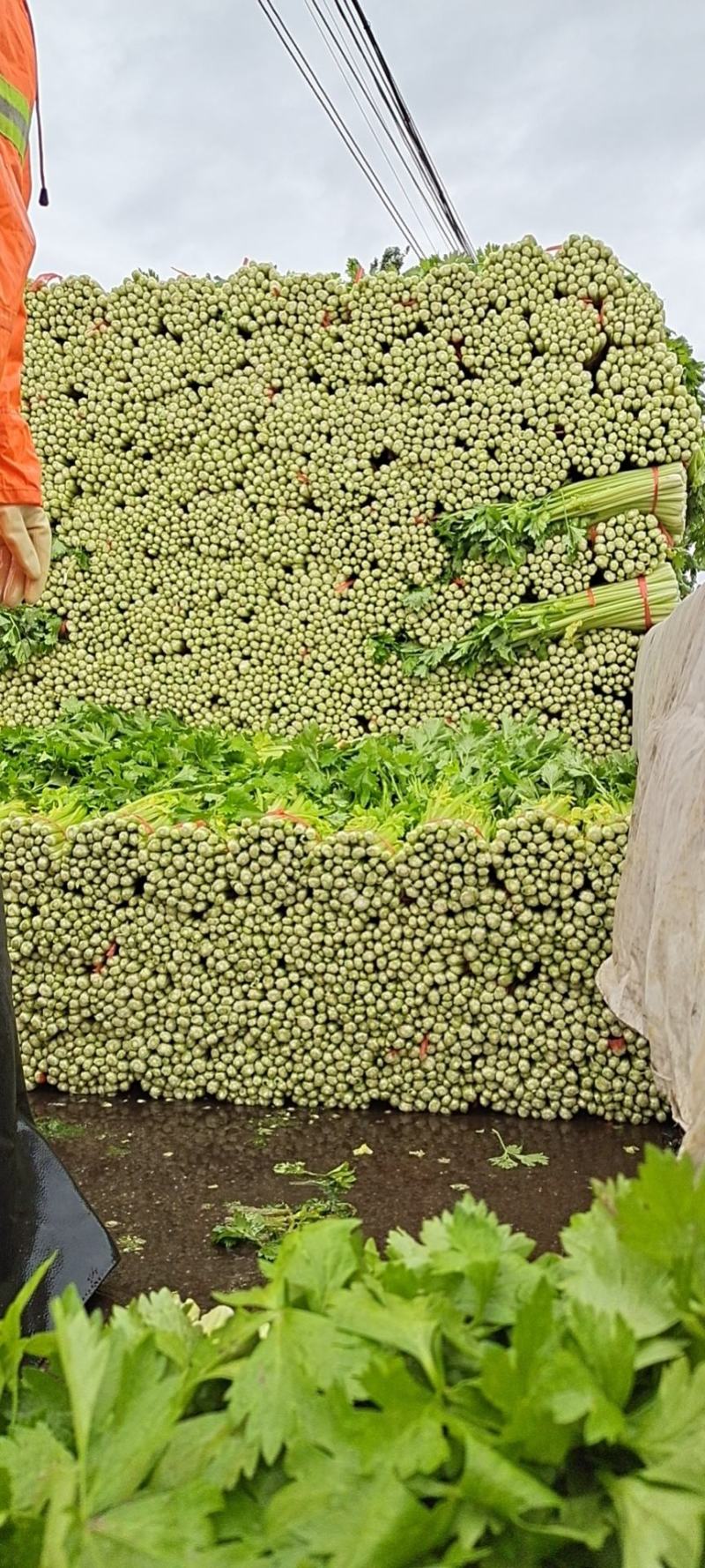芹菜