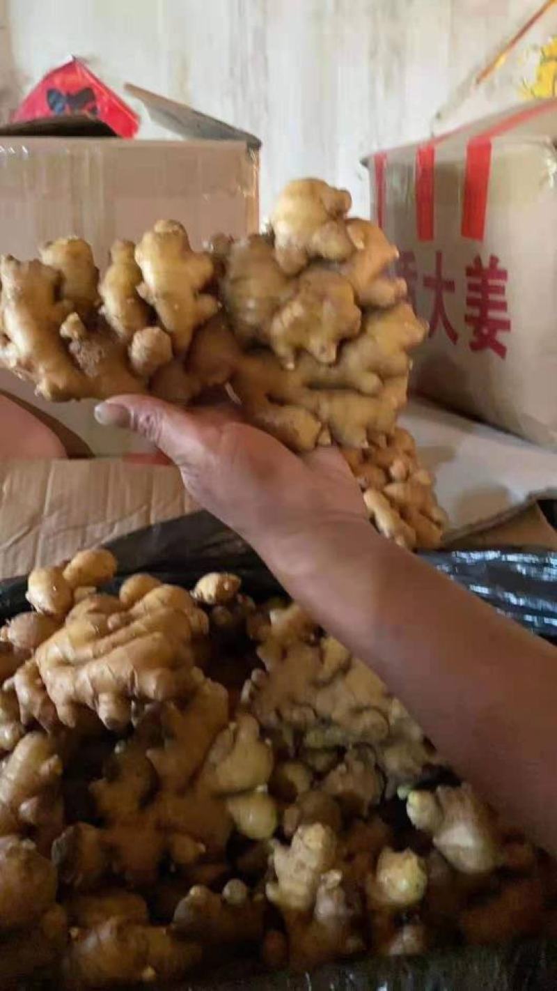 浙江优质大黄姜，加工水洗中，一手货源，质量保证，