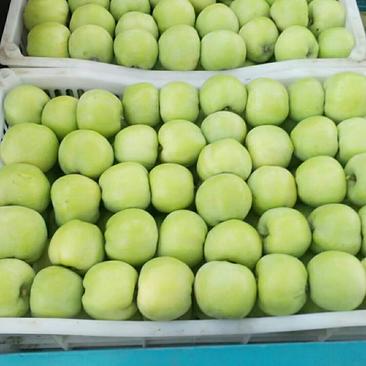 藤木苹果大量现货出售，产地直销，保质保量，价格美丽