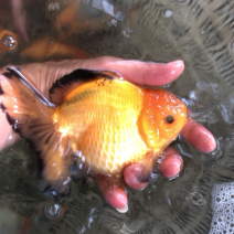 泰狮，玛丽金鱼批发零售35一斤