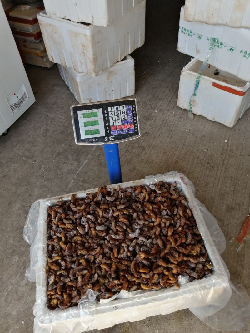 金蝉竹林金蝉
