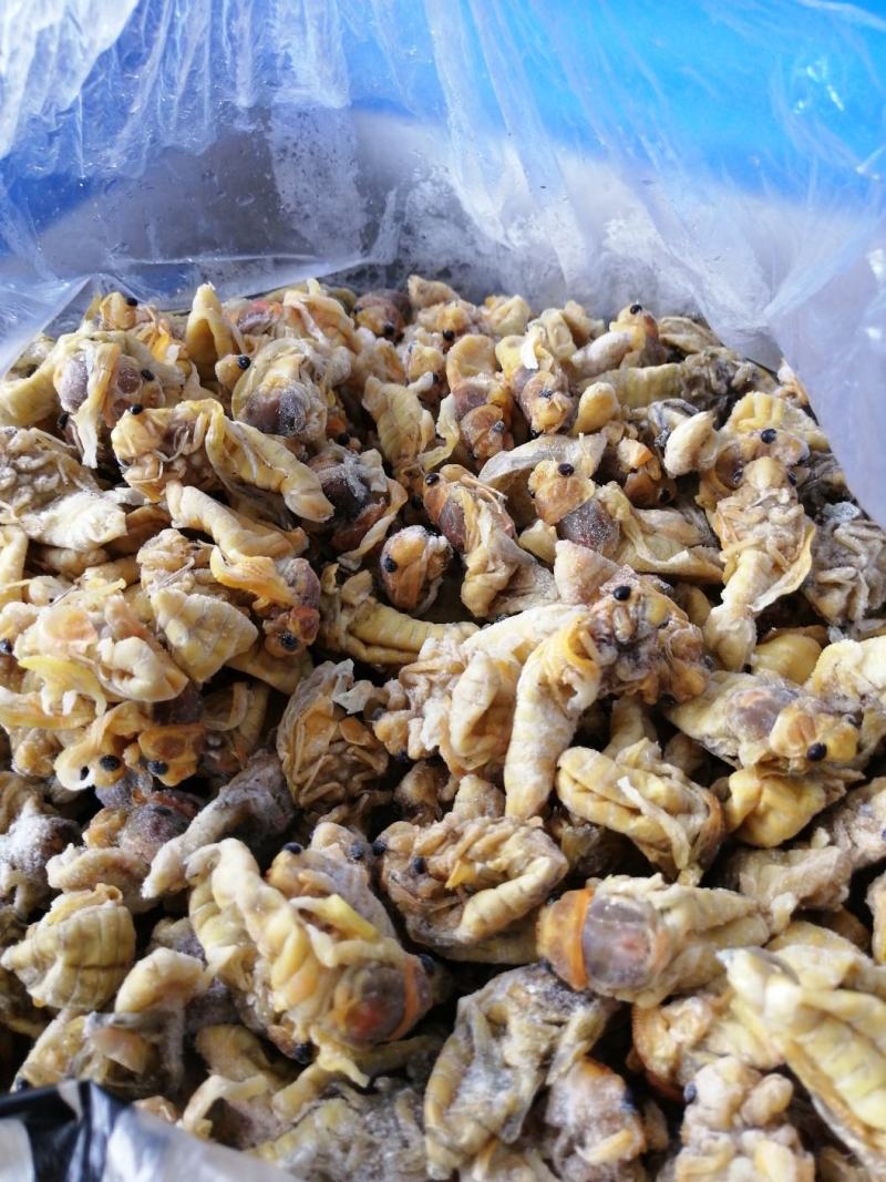 金蝉竹林金蝉