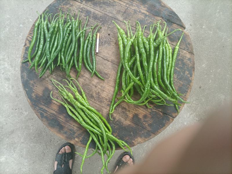 辣椒已大量上市