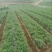 辣椒已大量上市