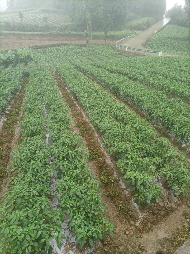 辣椒已大量上市