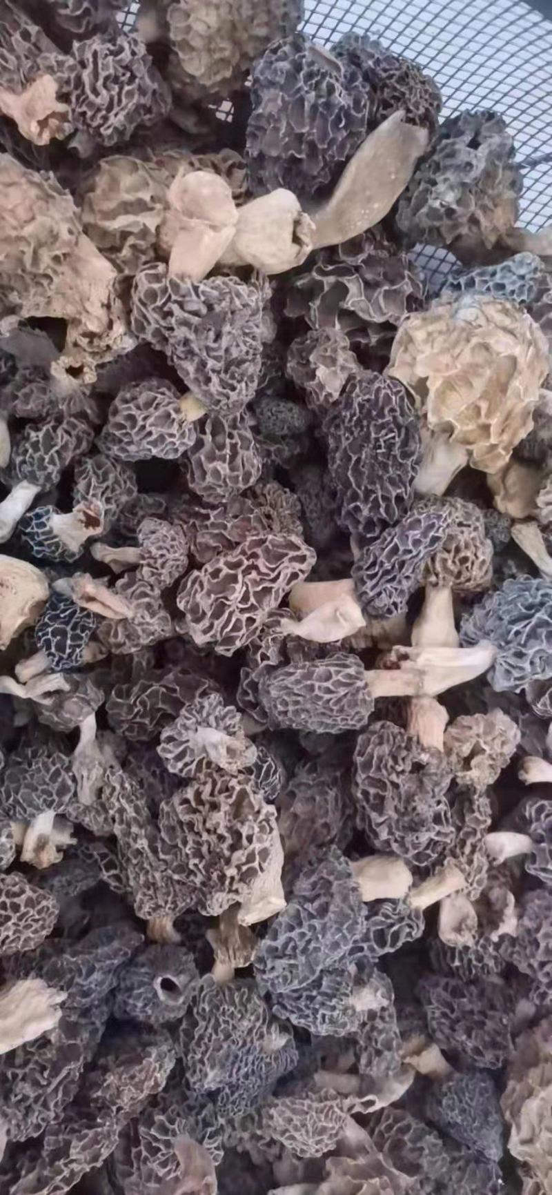 求购羊肚菌