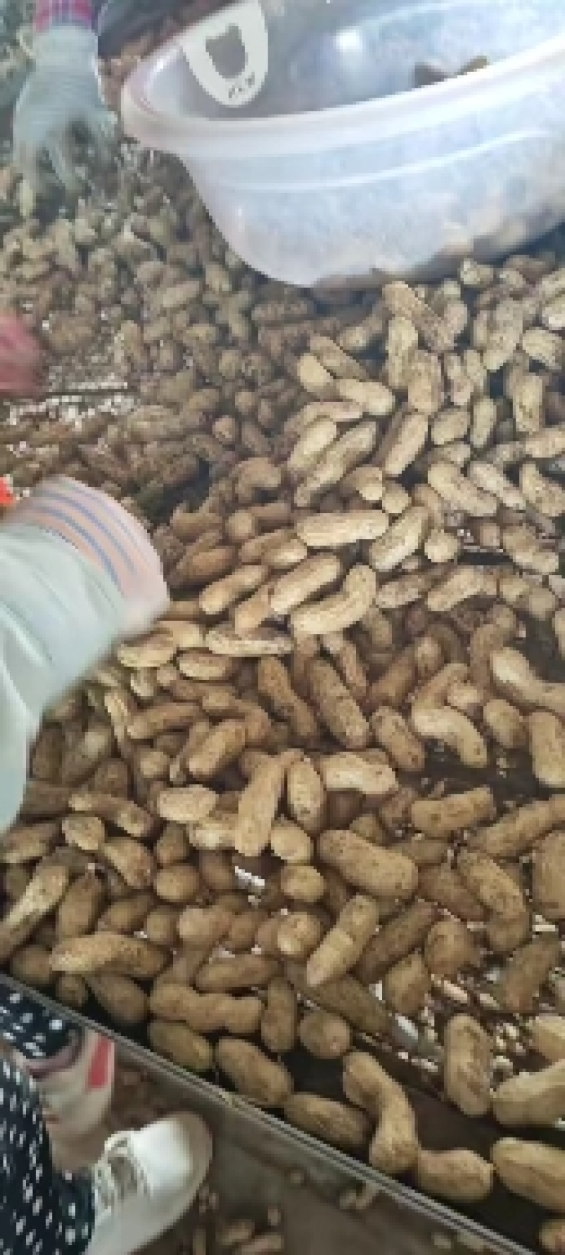 河南万亩基地直供四粒红鲜花生，籽粒饱满，超市，市场，直供