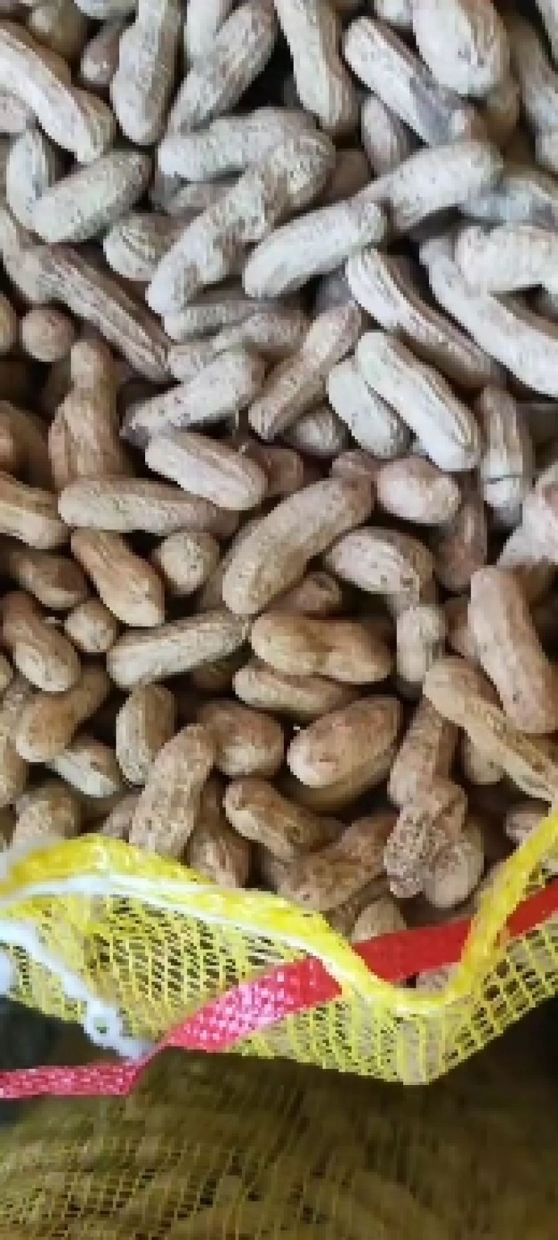 河南万亩基地直供四粒红鲜花生，籽粒饱满，超市，市场，直供