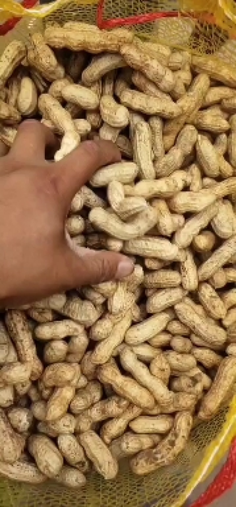 河南万亩基地直供四粒红鲜花生，籽粒饱满，超市，市场，直供