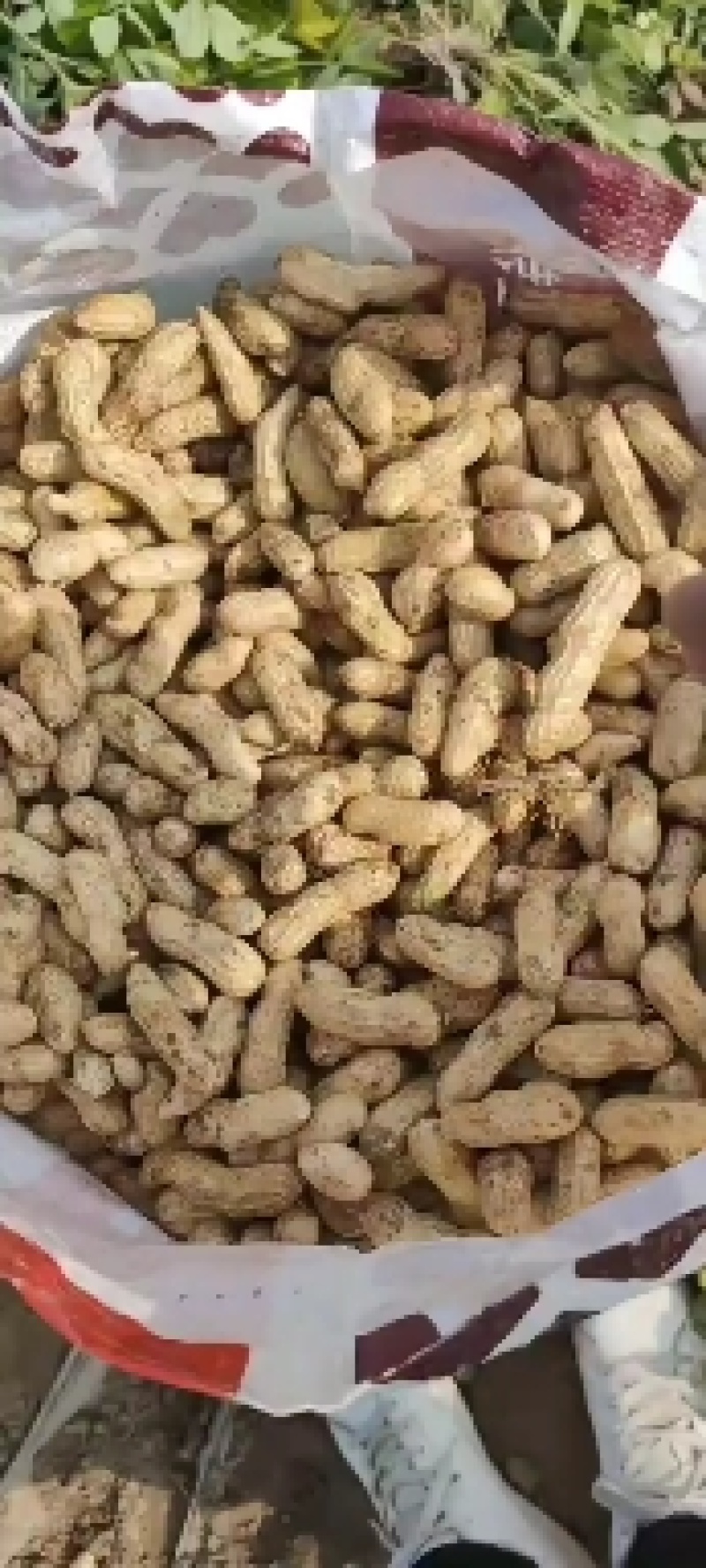 河南万亩基地直供四粒红鲜花生，籽粒饱满，超市，市场，直供