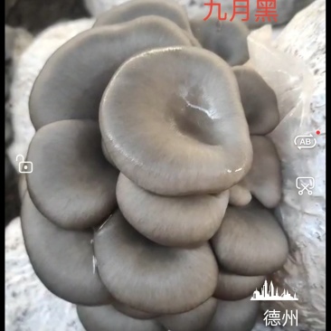 平菇菌种，**纯玉米芯生料栽培技术一斤鲜平菇成本六毛