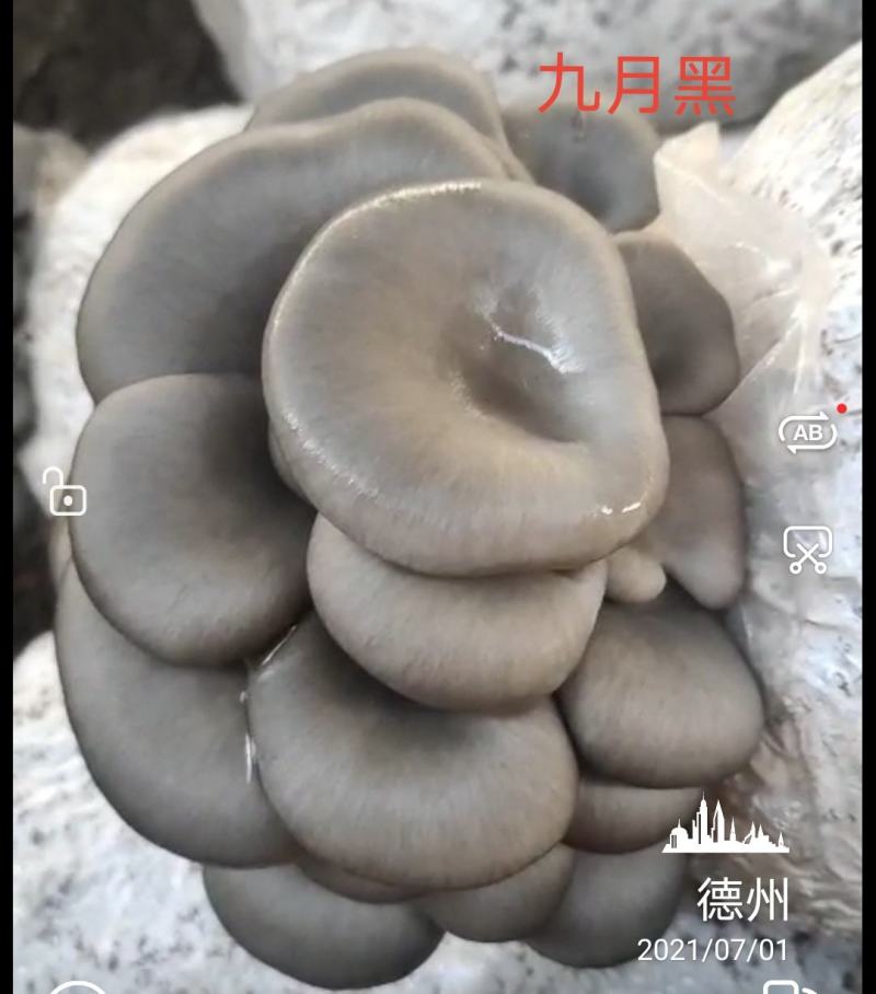 平菇菌种，**纯玉米芯生料栽培技术一斤鲜平菇成本六毛