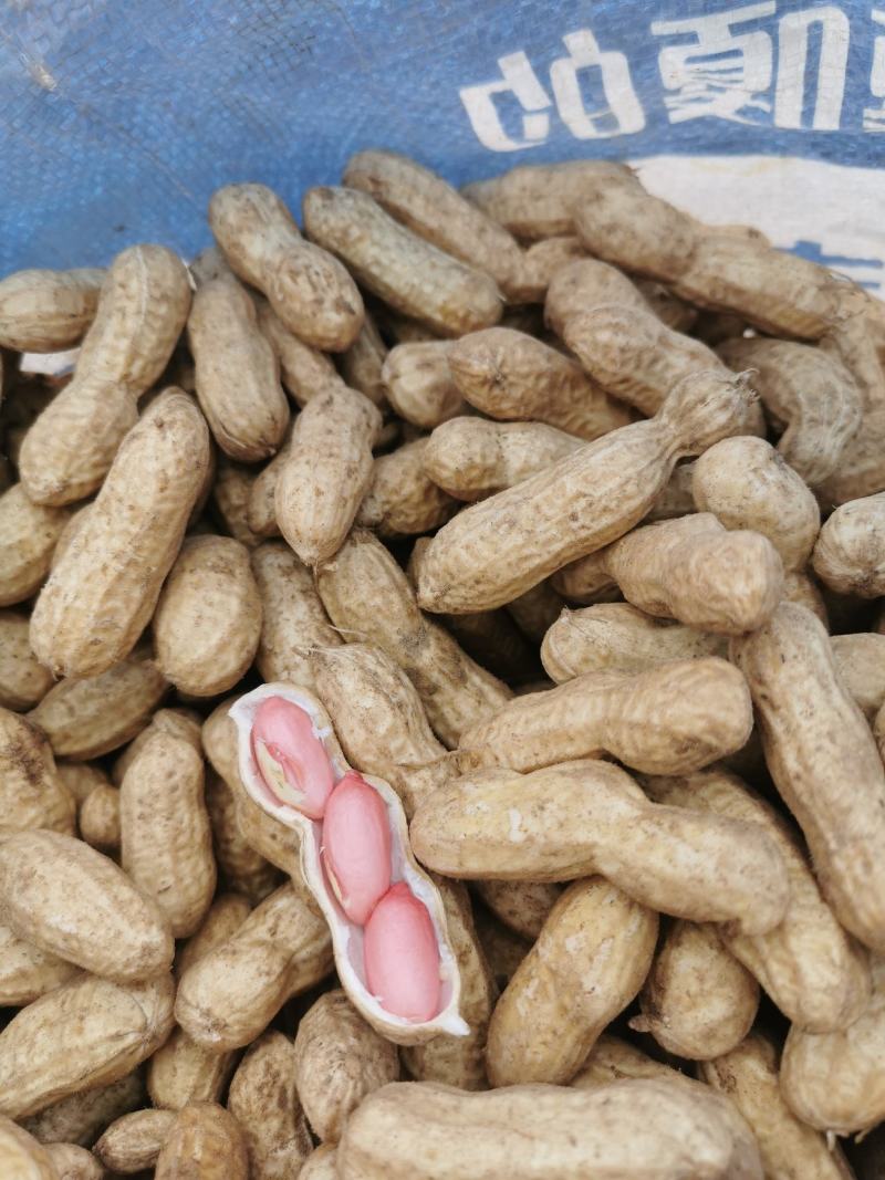 花生鲜花生大量供应优质货源诚信经营