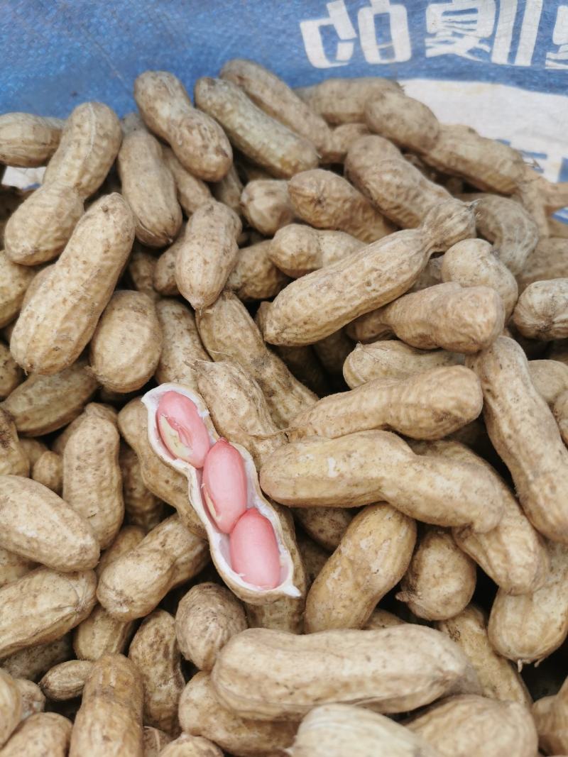 花生鲜花生大量供应优质货源诚信经营