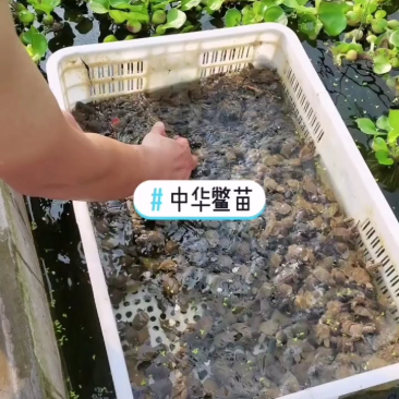 甲鱼苗中华甲鱼苗王八苗纯中华甲鱼苗
