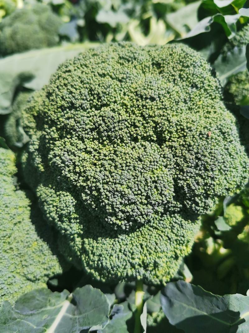 兰州高原夏菜精品西兰花，产地直供，量大从优，一手货源！
