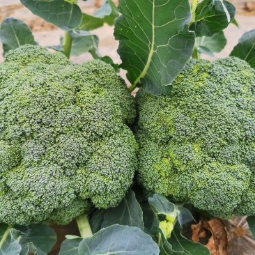 兰州高原夏菜精品西兰花，产地直供，量大从优，一手货源！