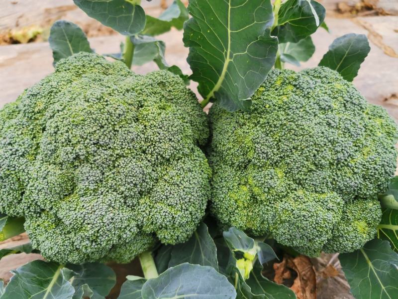 兰州高原夏菜精品西兰花，产地直供，量大从优，一手货源！