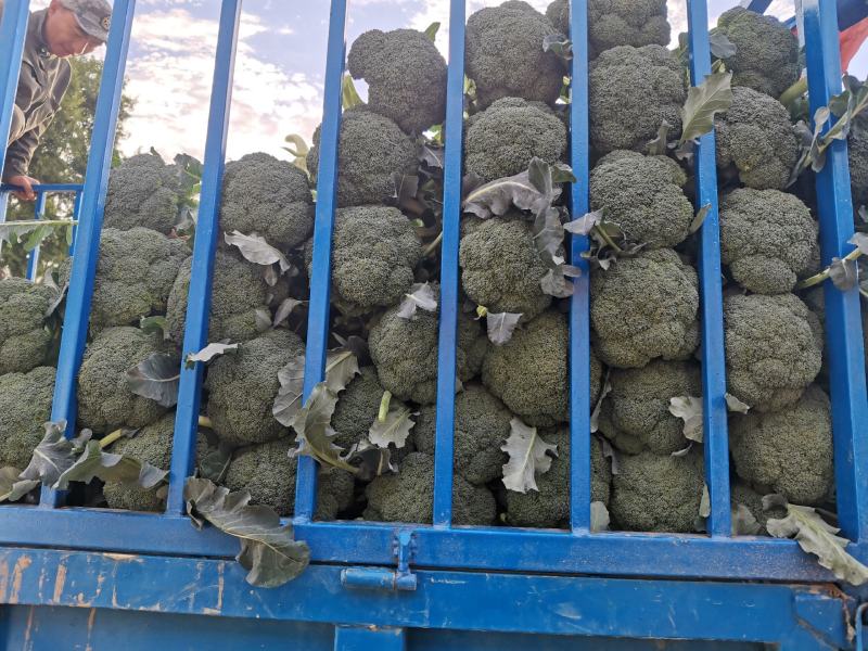 兰州高原夏菜精品西兰花，产地直供，量大从优，一手货源！