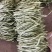 精品无筋豆武山县豆王量大从优欢迎新老客户