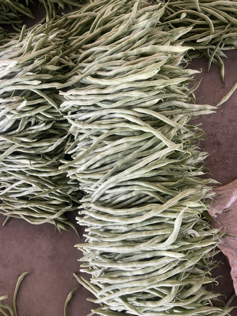 精品无筋豆武山县豆王量大从优欢迎新老客户