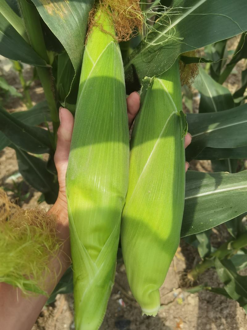 河南糯玉米，白糯玉米，香糯适口，无中间商，个大皮绿