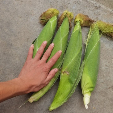 河南糯玉米，白糯玉米，香糯适口，无中间商，个大皮绿