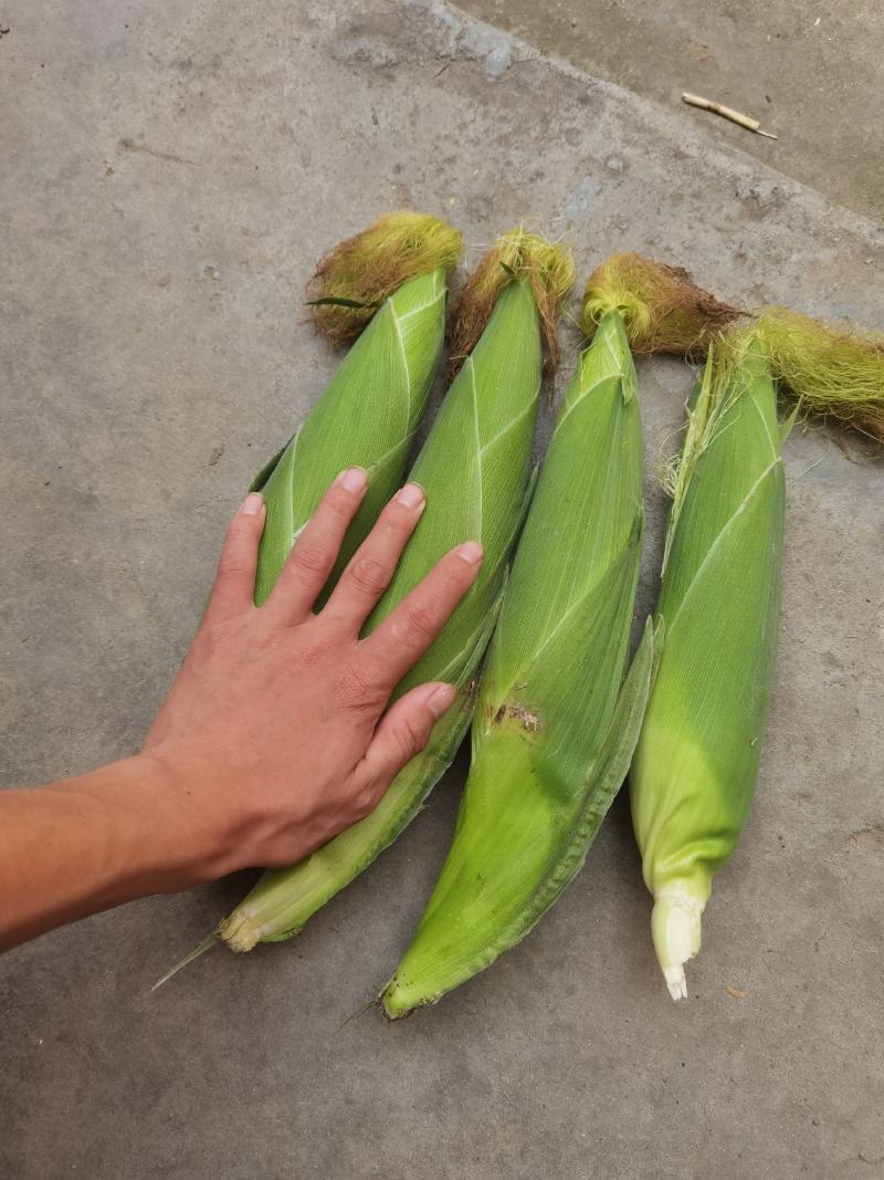 河南糯玉米，白糯玉米，香糯适口，无中间商，个大皮绿