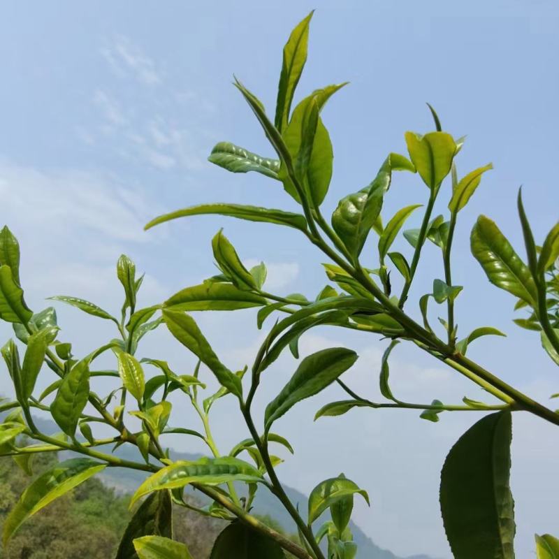 易武刮风寨古树茶
