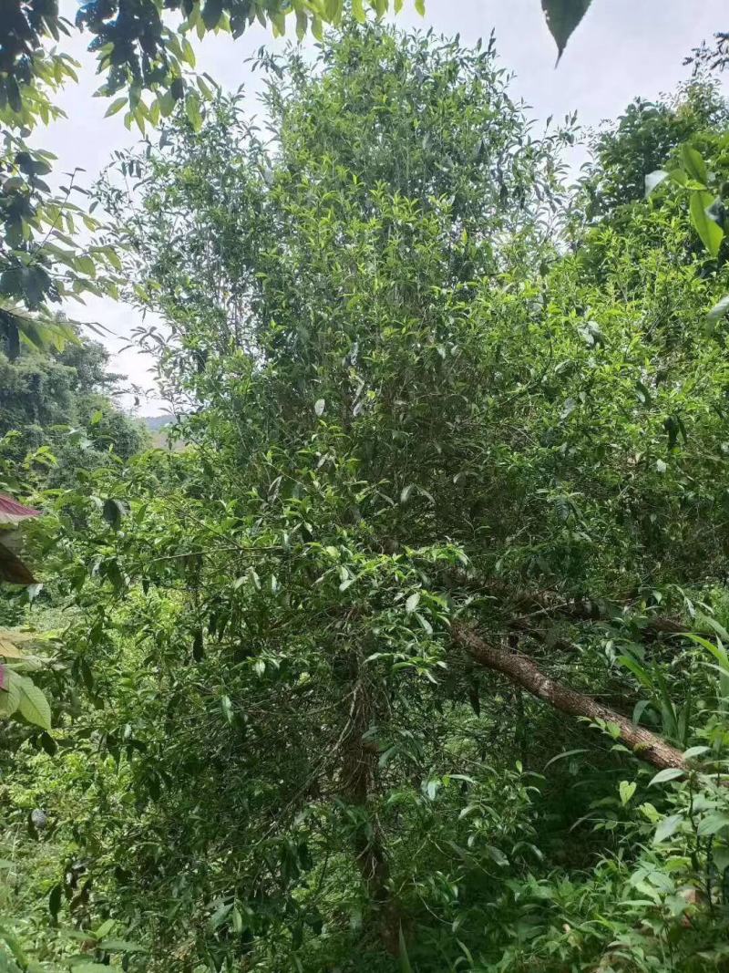 易武刮风寨古树茶
