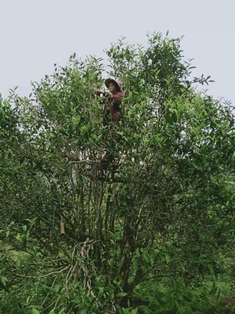 易武刮风寨古树茶