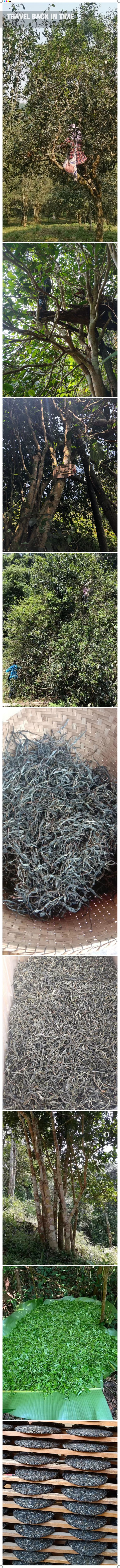 易武刮风寨古树茶