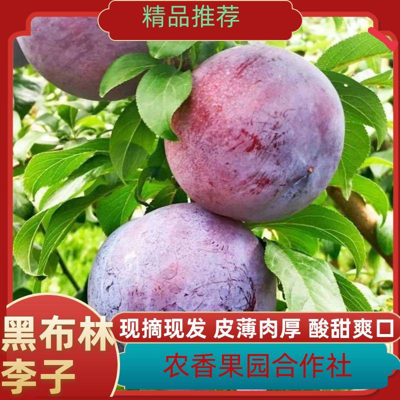 湖北李子品种齐全对接电商外贸批发全国代发量大
