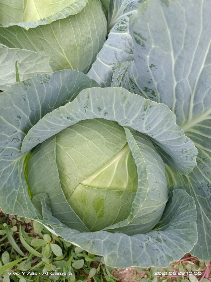 奥奇娜扁包菜