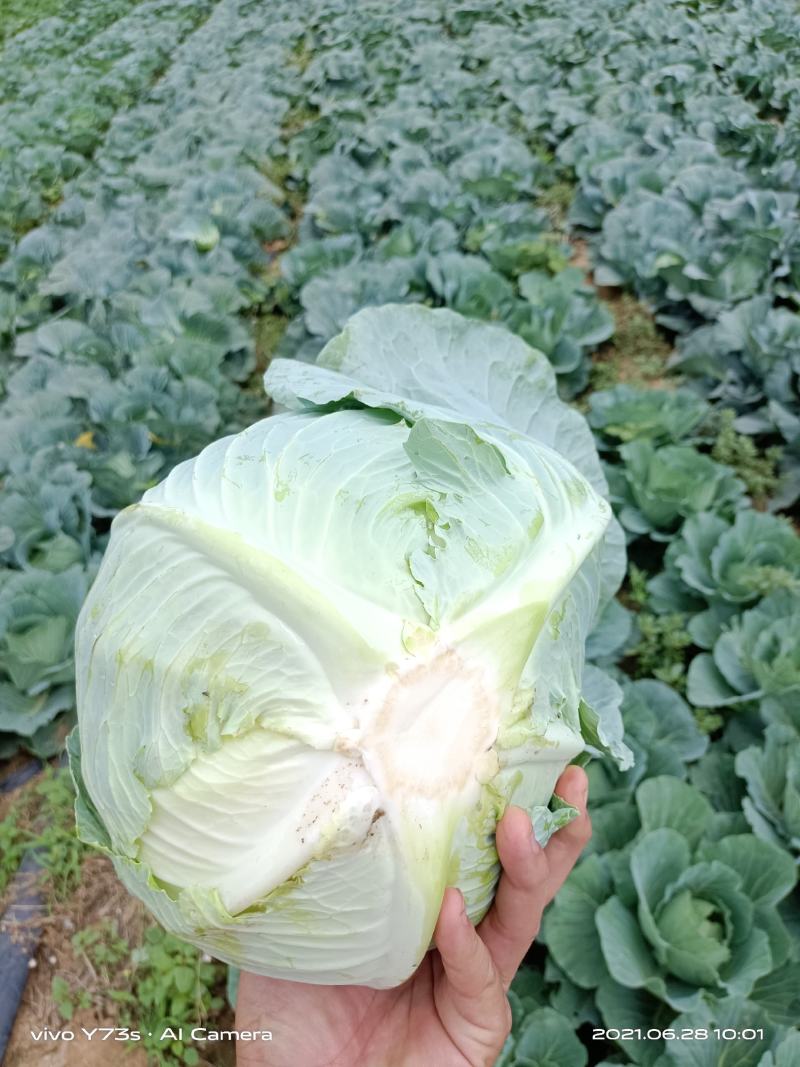 奥奇娜扁包菜
