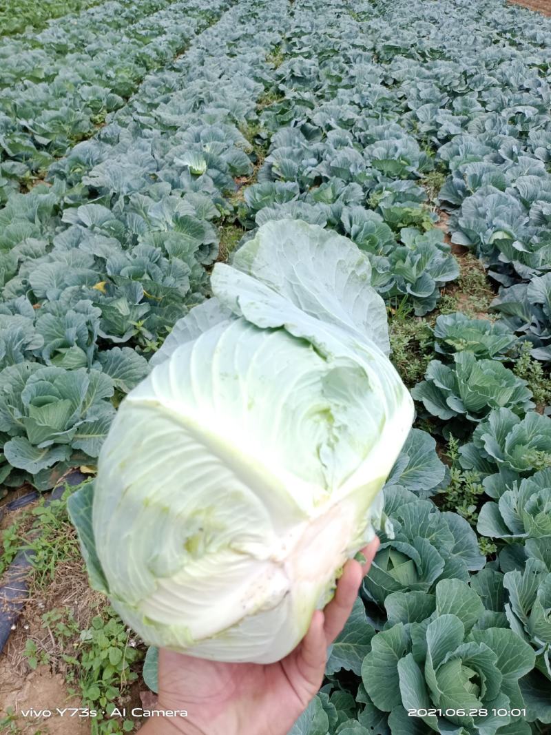 奥奇娜扁包菜