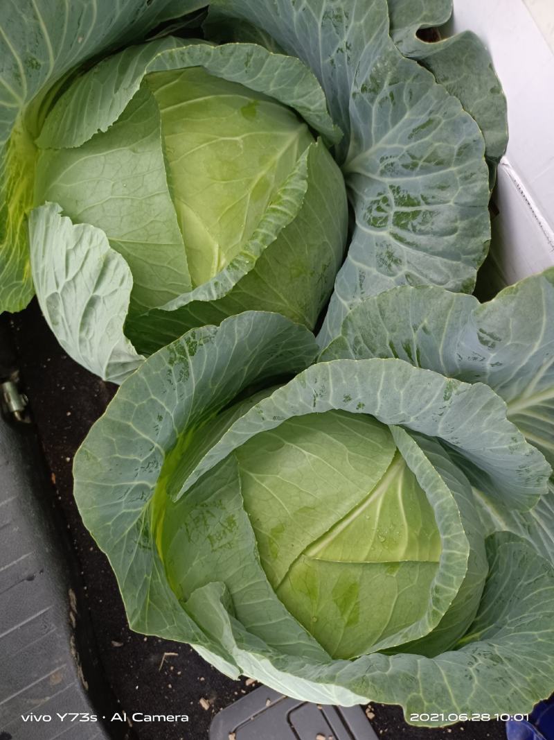 奥奇娜扁包菜