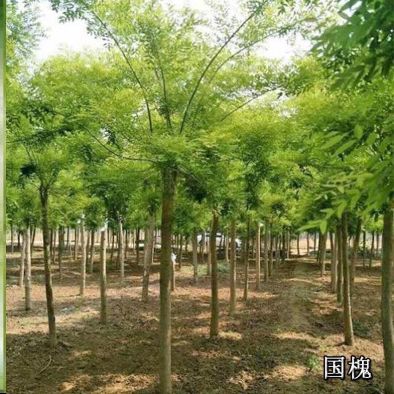 国槐7到10公分基地热销品种绿化专用可基地选苗现挖