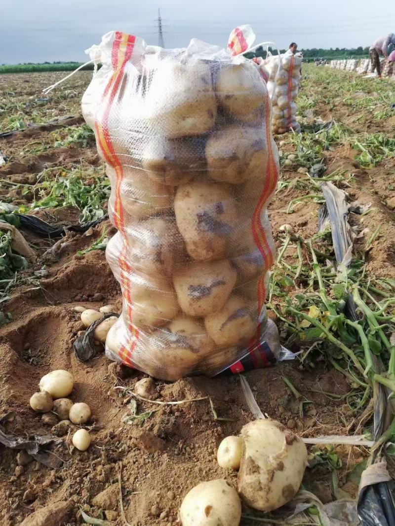 【精选】中薯5号山地黄心土豆大量有货个头大皮毛亮暑型正