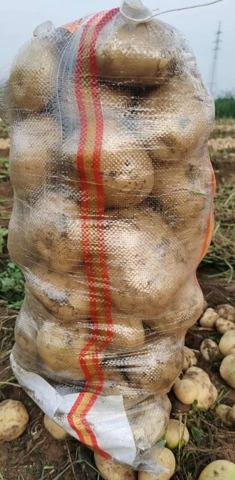 【精选】中薯5号山地黄心土豆大量有货个头大皮毛亮暑型正