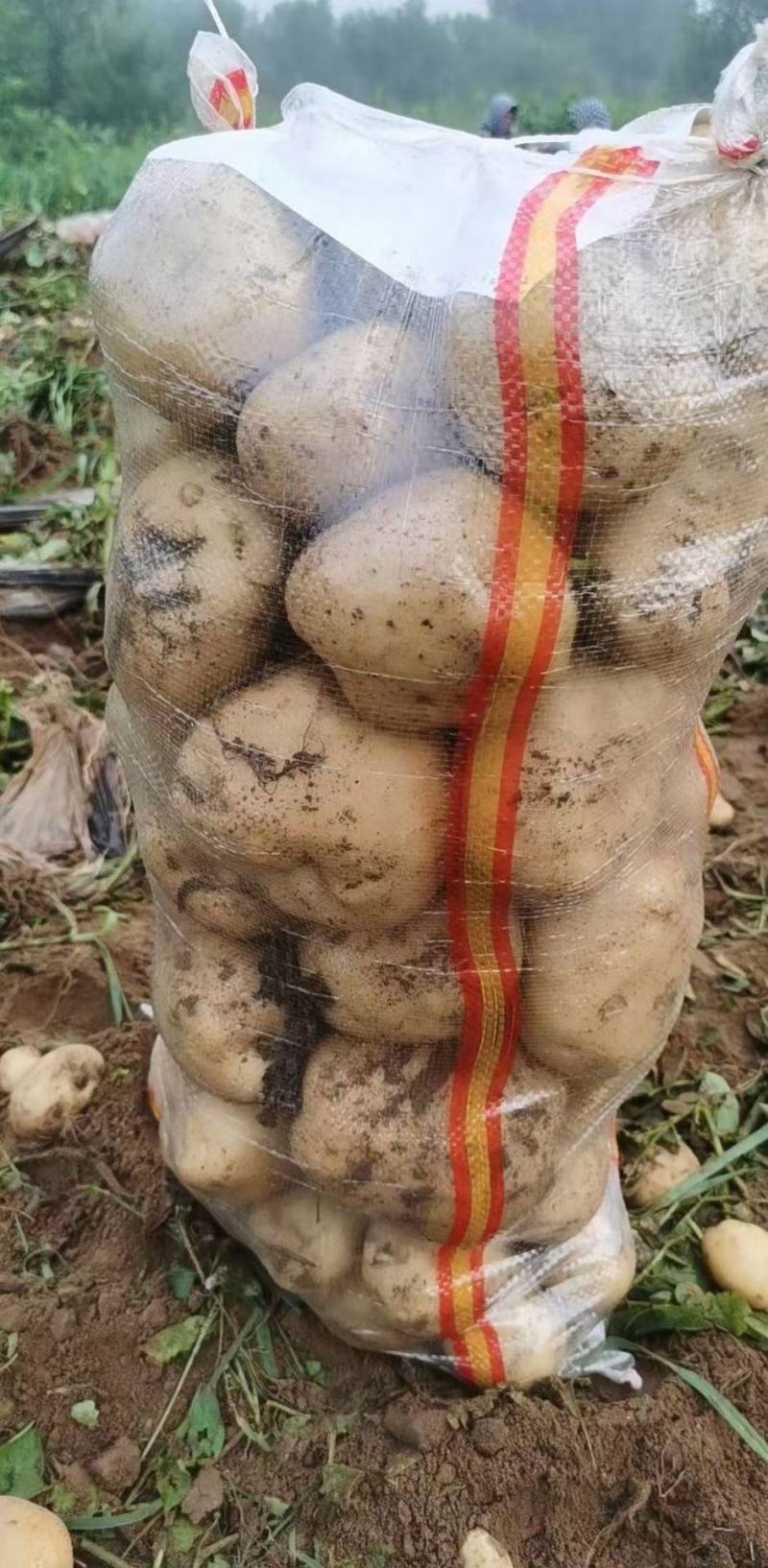 【精选】中薯5号山地黄心土豆大量有货个头大皮毛亮暑型正