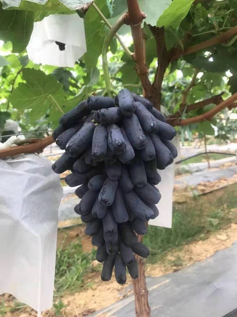 蓝宝石