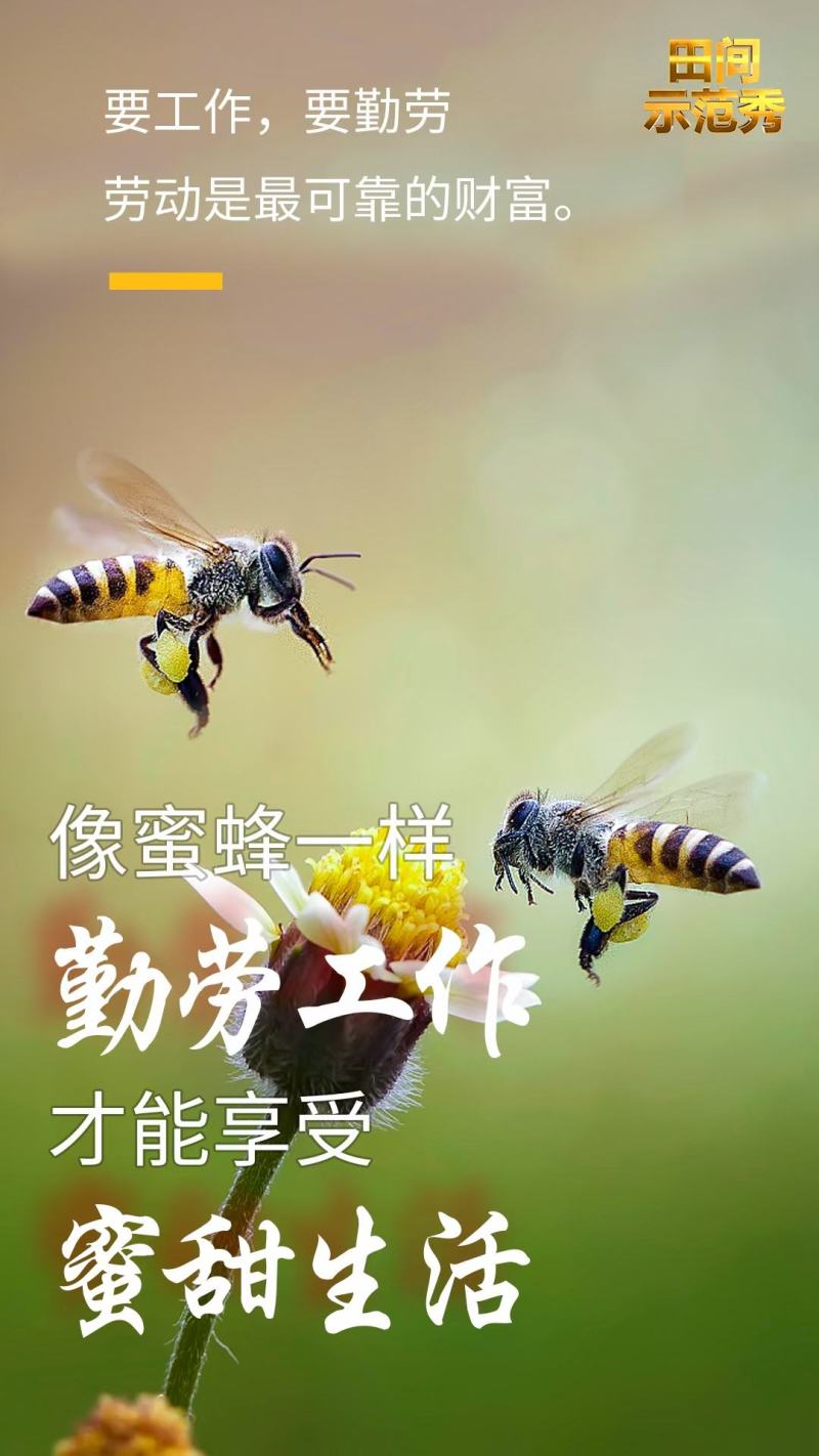 大量批发中华蜜蜂