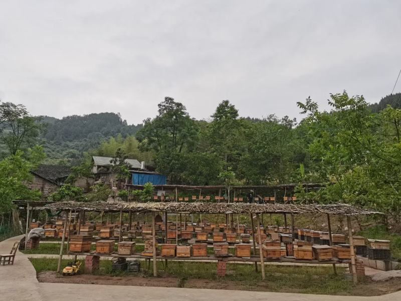 大量批发中华蜜蜂
