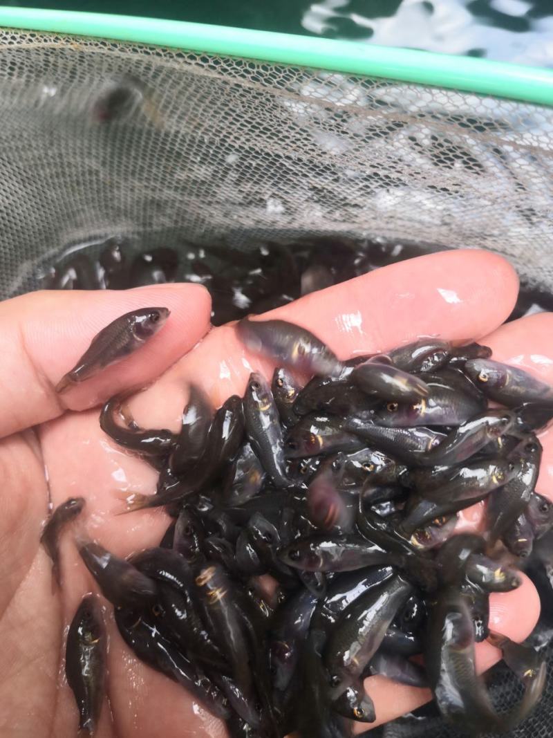 荷花鲤鱼苗，快大良种鱼苗无病无伤易养，欢迎订购。