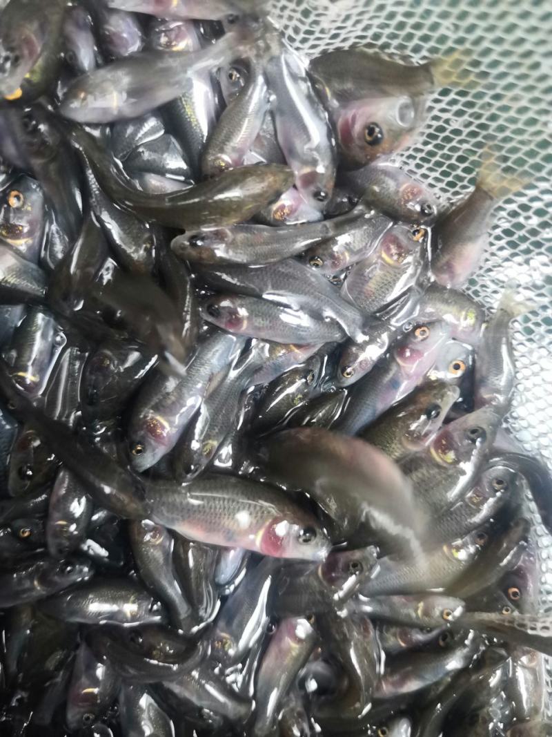 荷花鲤鱼苗，快大良种鱼苗无病无伤易养，欢迎订购。