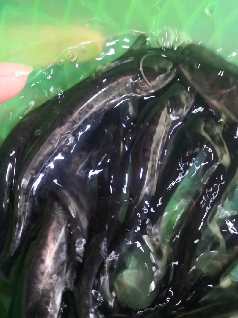 鲶鱼苗，快大良种鱼苗无病无伤易养，场地直销欢迎订购。